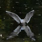 Möwe im Landeanflug