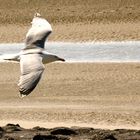 Möwe im Landeanflug