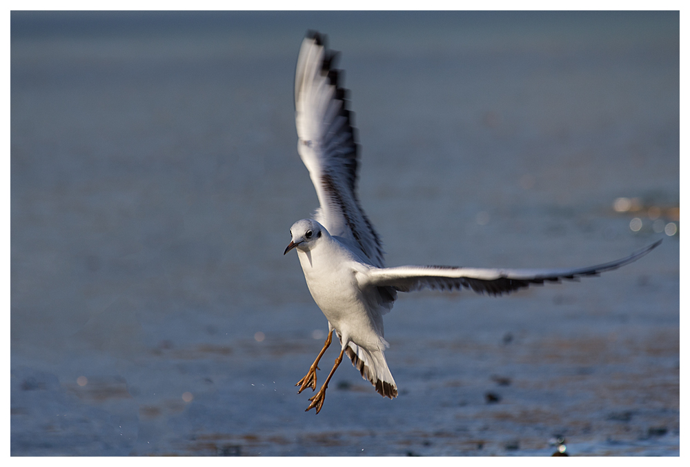 Möwe im Landeanflug