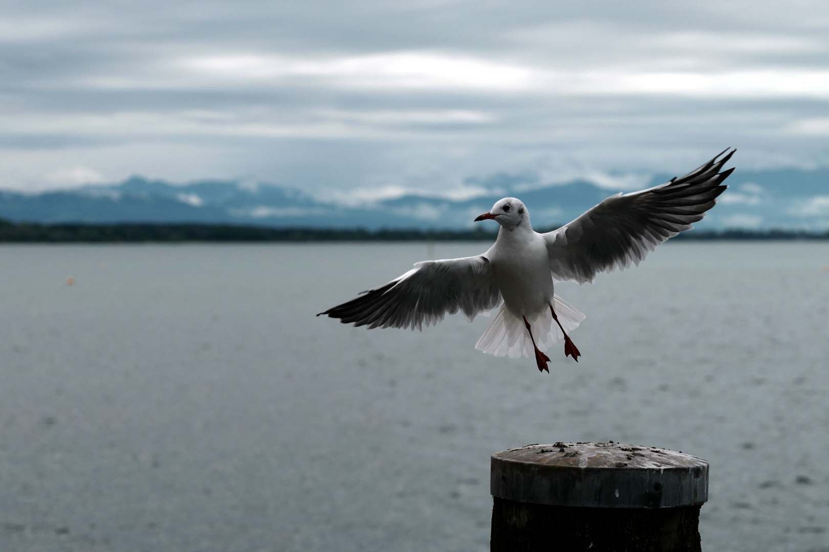 Möwe im Landeanflug