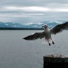 Möwe im Landeanflug