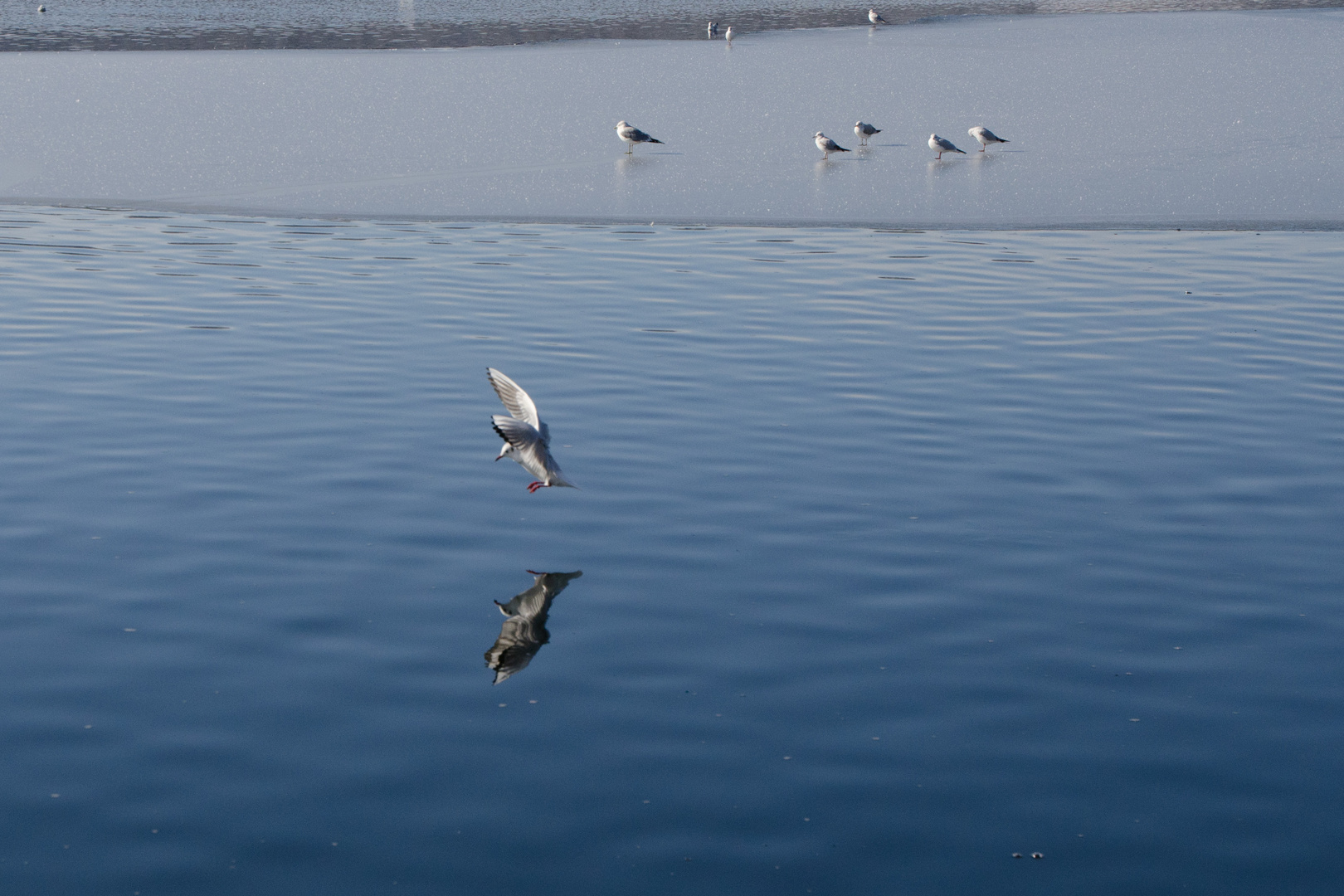 Möwe im Landeanflug