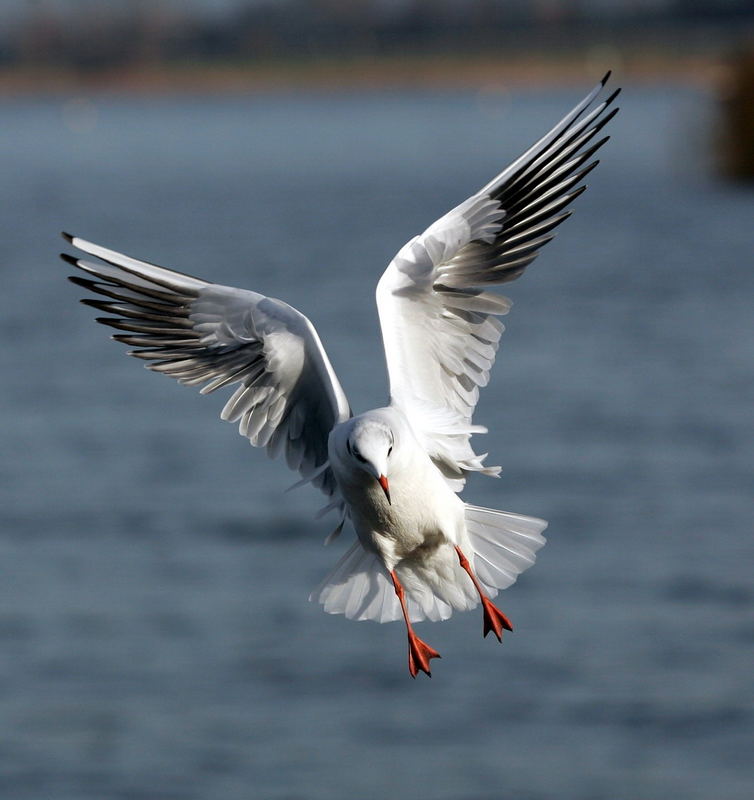 Möwe im Landeanflug oder achtung ich komme