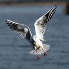 Möwe im Landeanflug oder achtung ich komme