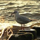 Möwe im letzten Abendlicht