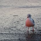 Möwe im Licht des Sonnenuntergangs 