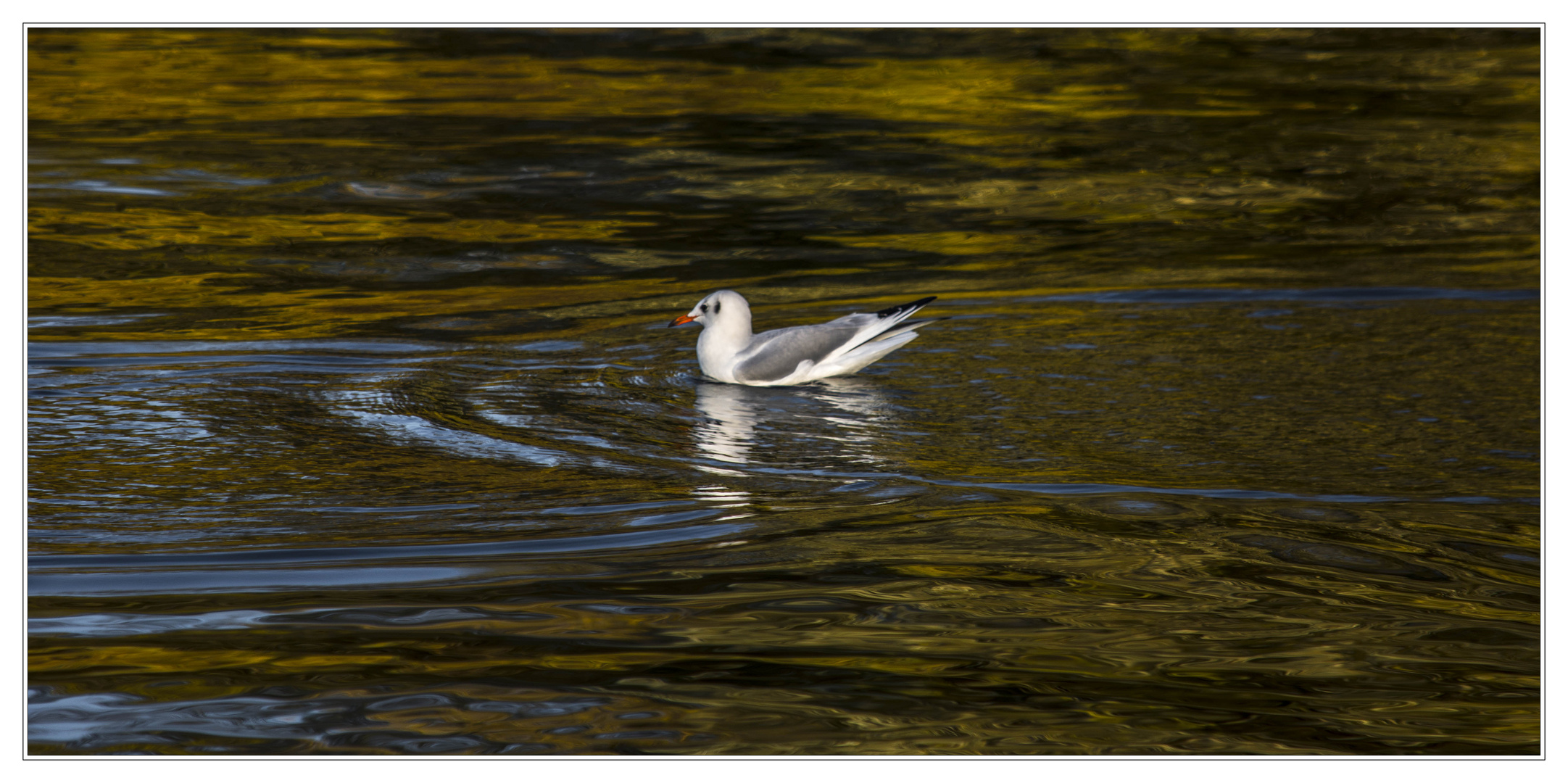 Möwe im Licht