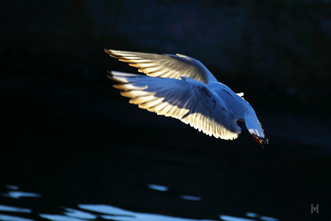 Möwe im Lichtstrahl