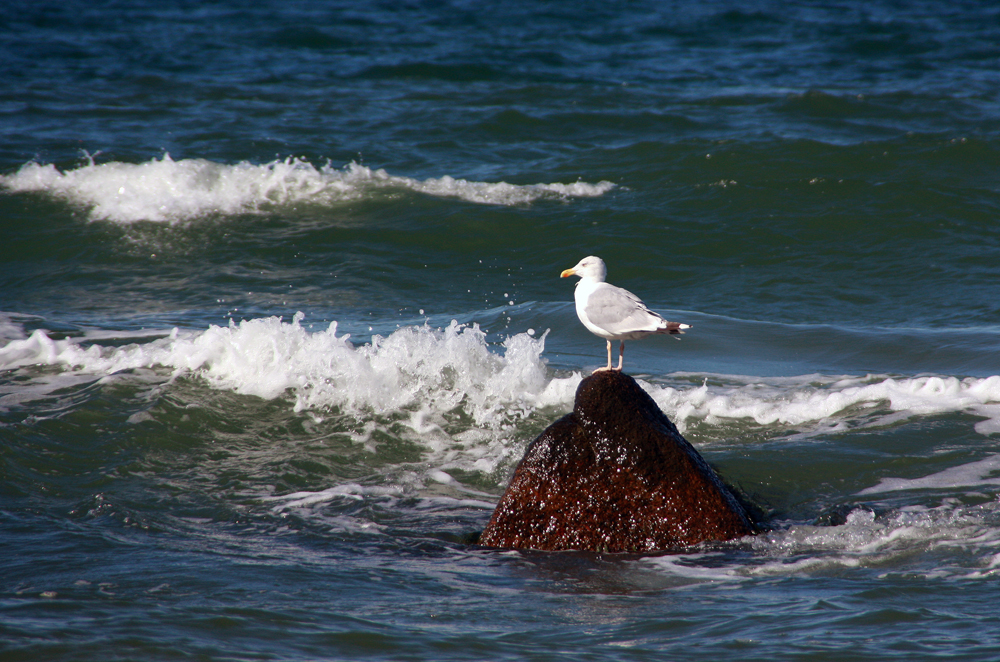 Möwe im Meer (Rügen)