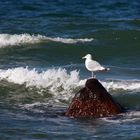 Möwe im Meer (Rügen)