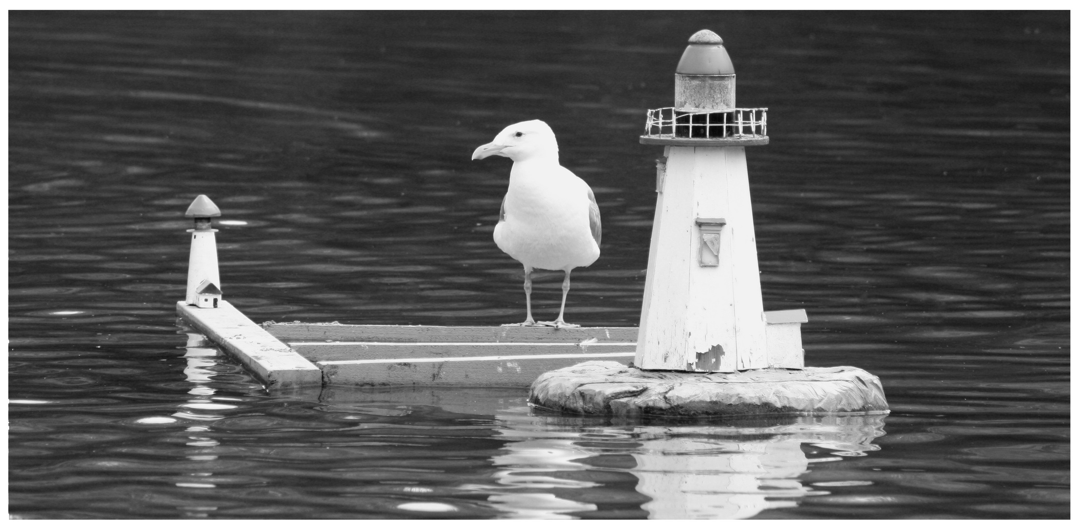 Möwe im Modellbauhafen