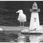 Möwe im Modellbauhafen