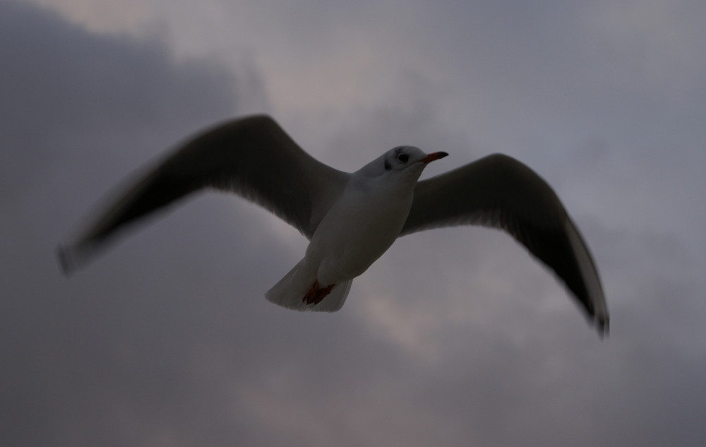 Möwe im Morgengrauen