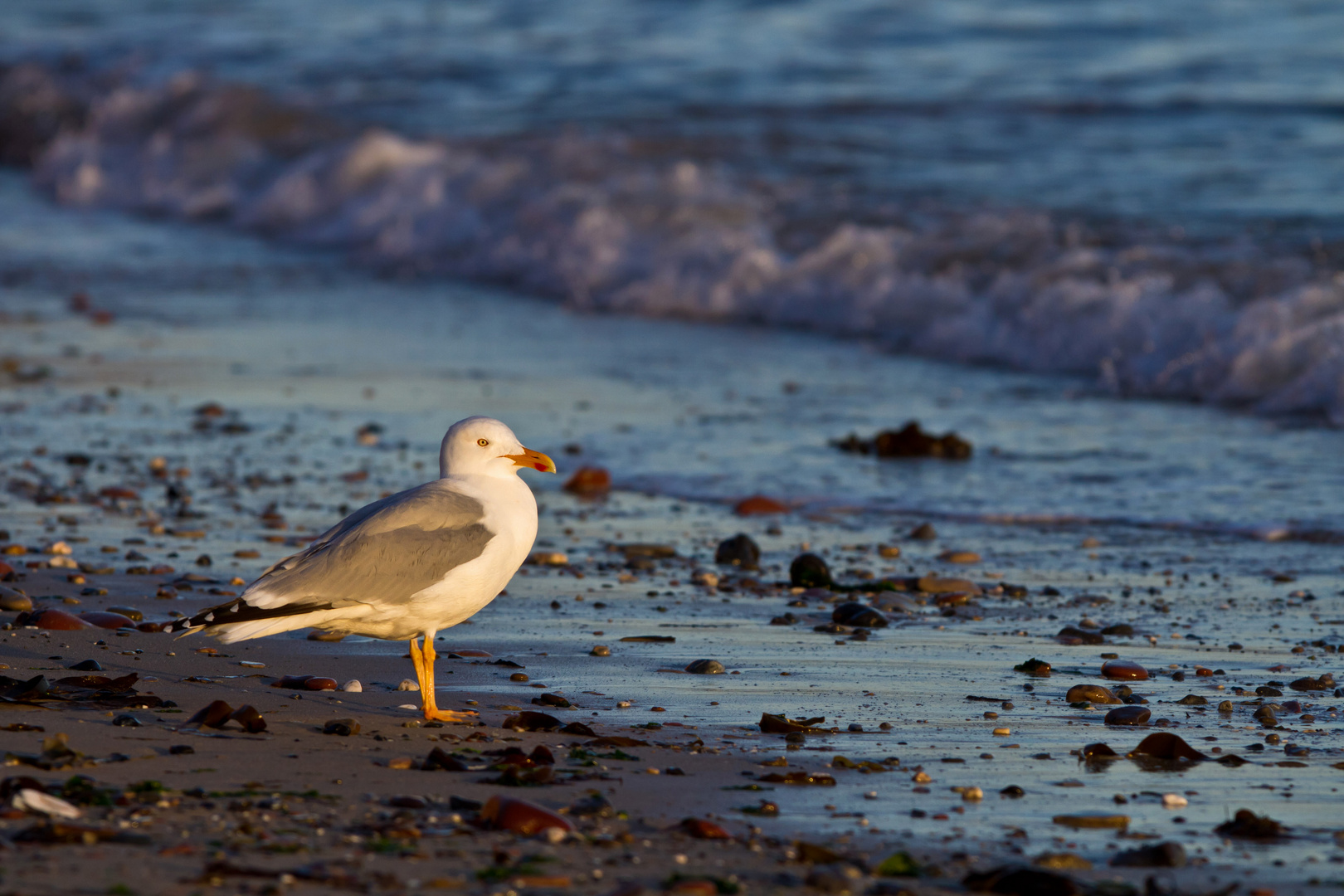 Möwe im Morgenlicht