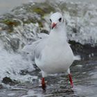 Möwe im Natur-Whirlpool