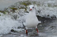 Möwe im Natur-Whirlpool