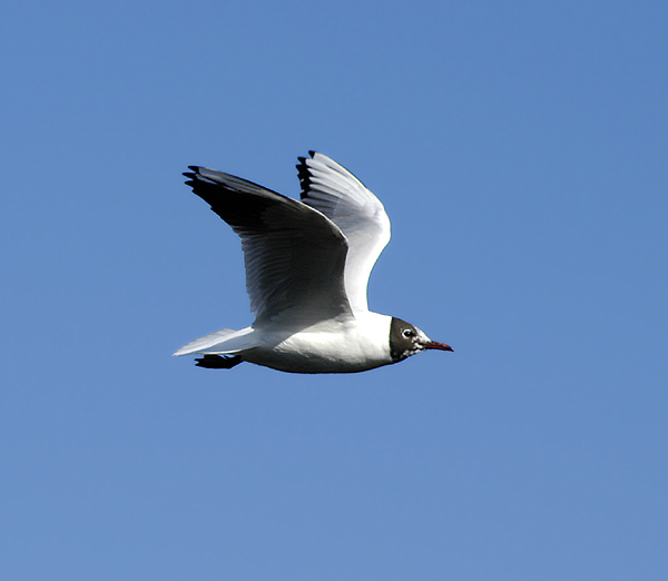 Möwe im Naturschutzgebiet Ruhraue Mülheim