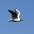 Möwe im Naturschutzgebiet Ruhraue Mülheim