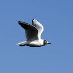 Möwe im Naturschutzgebiet Ruhraue Mülheim