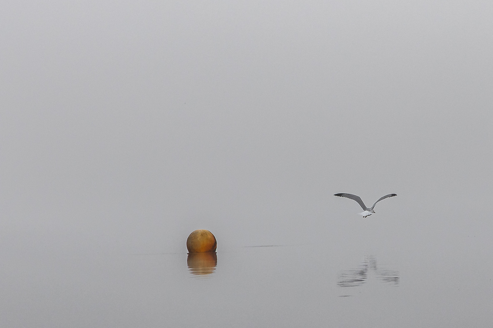 Möwe im Nebel