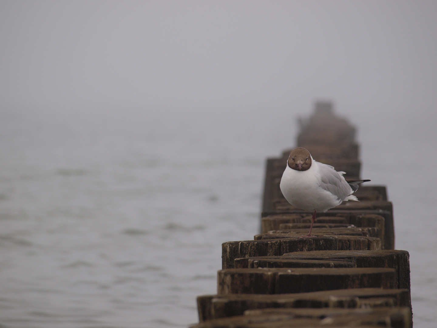 Möwe im Nebel