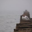 Möwe im Nebel