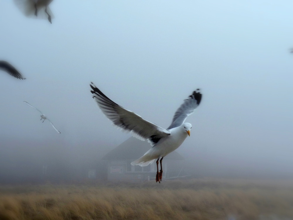 Möwe im Nebel