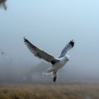 Möwe im Nebel