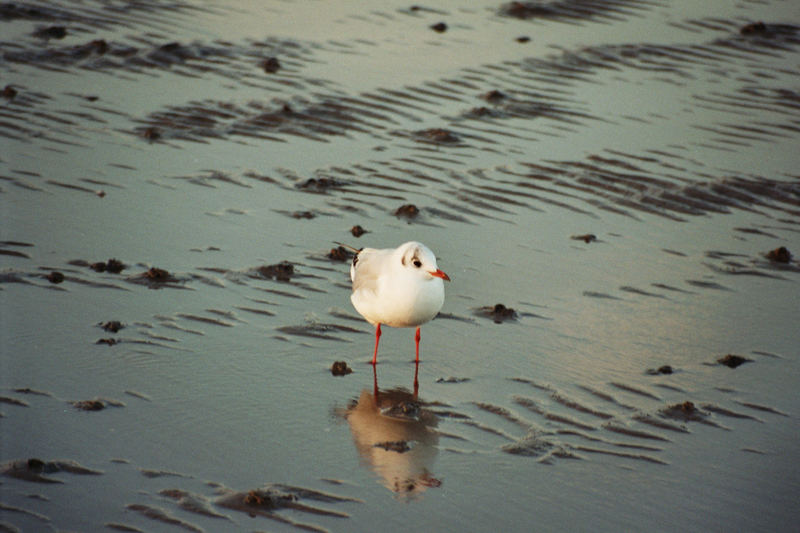 Möwe im Novemberwatt von Büsum