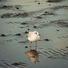 Möwe im Novemberwatt von Büsum