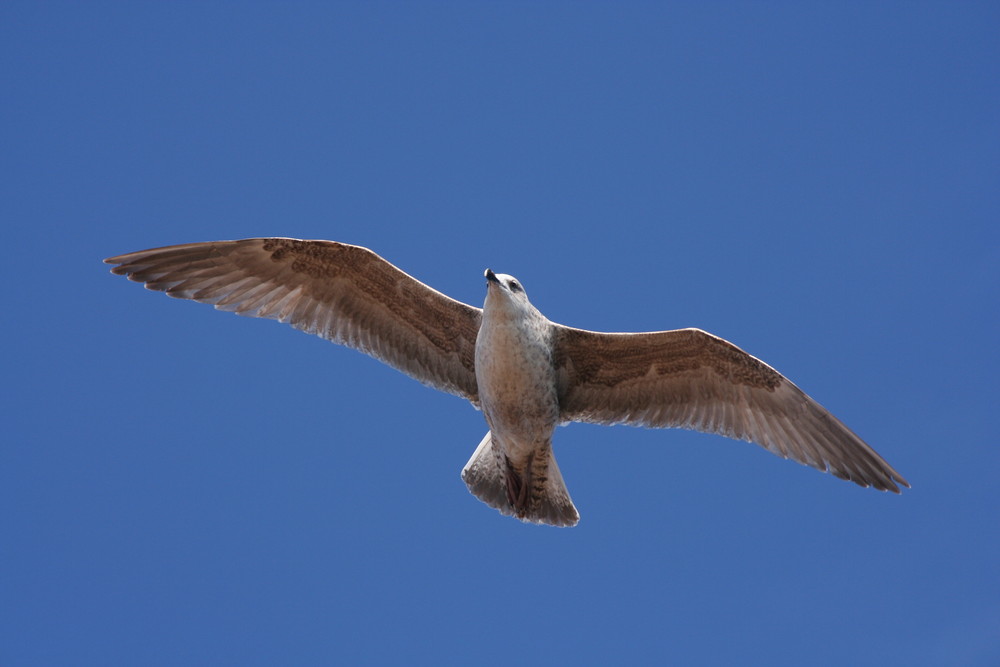 Möwe im Oslofjord