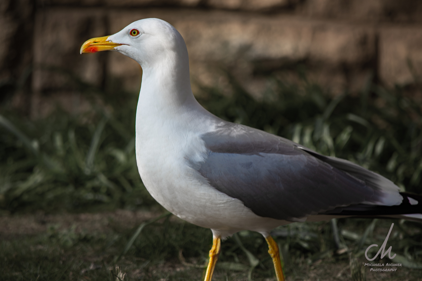 Möwe im Park