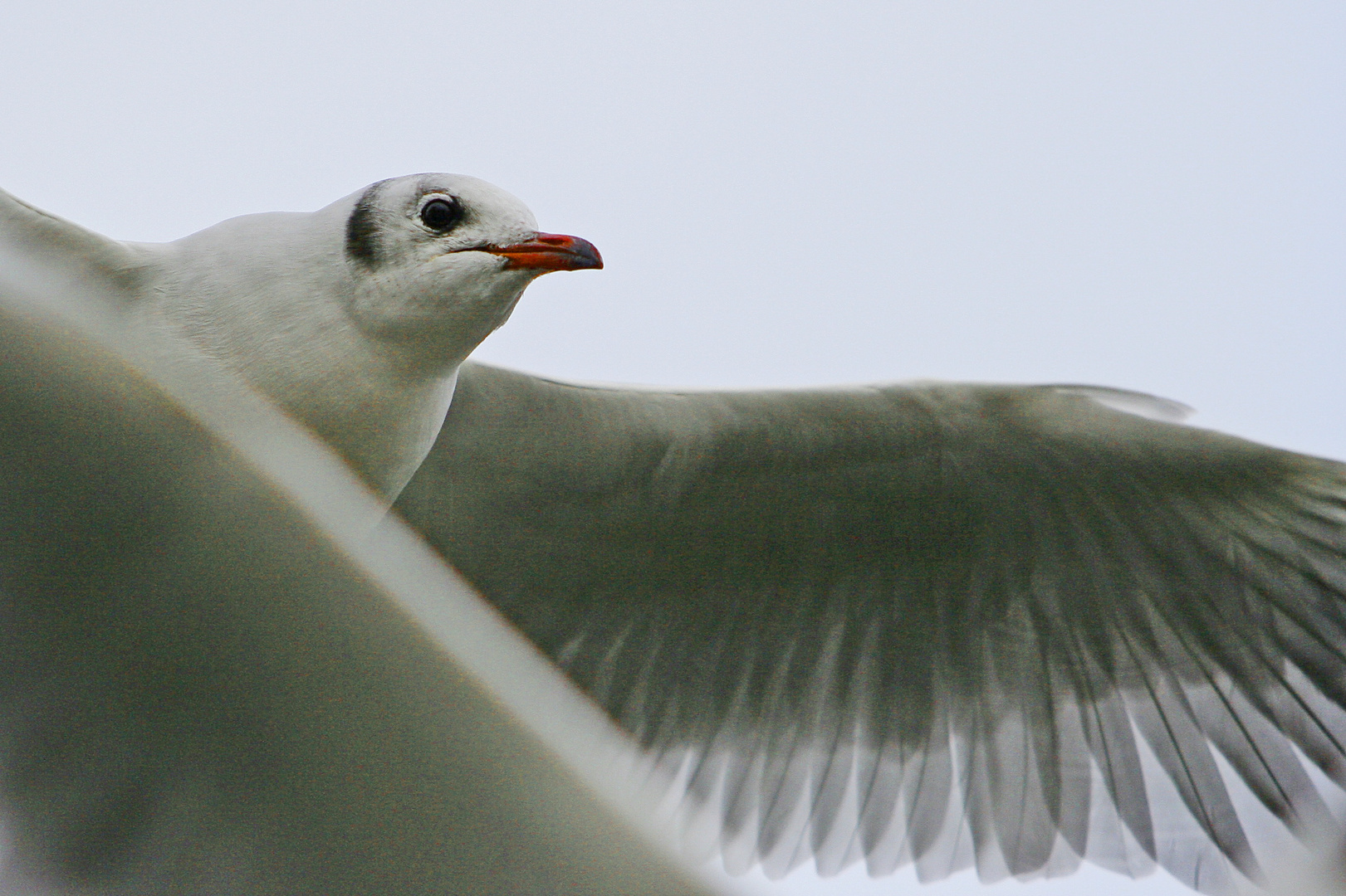 Möwe im Portrait