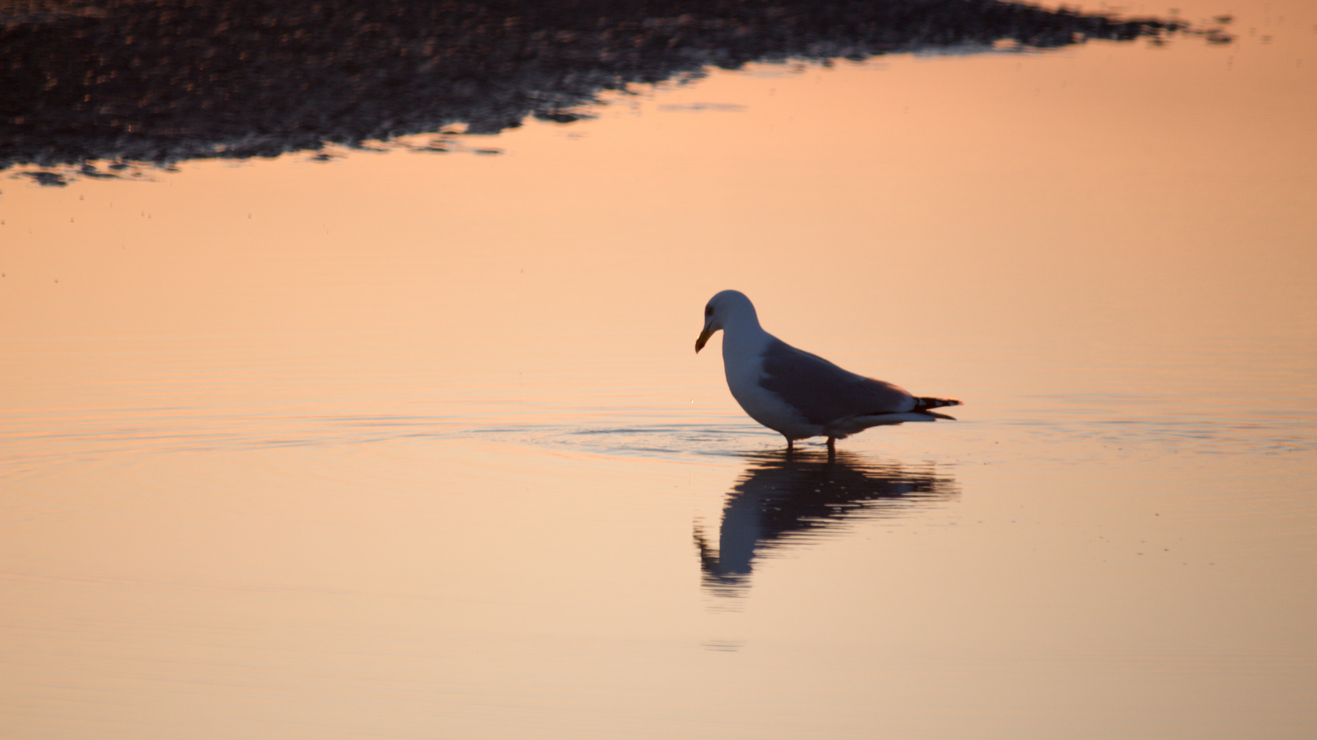 Möwe im Priel