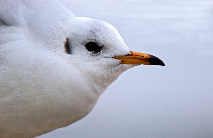 Möwe im Profil