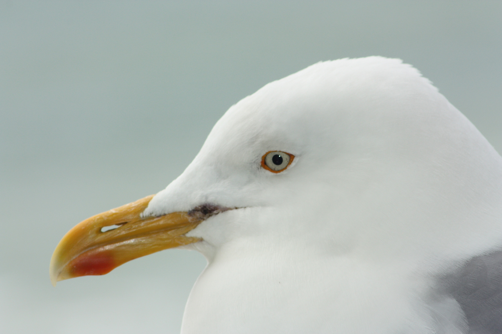 Möwe im Profil