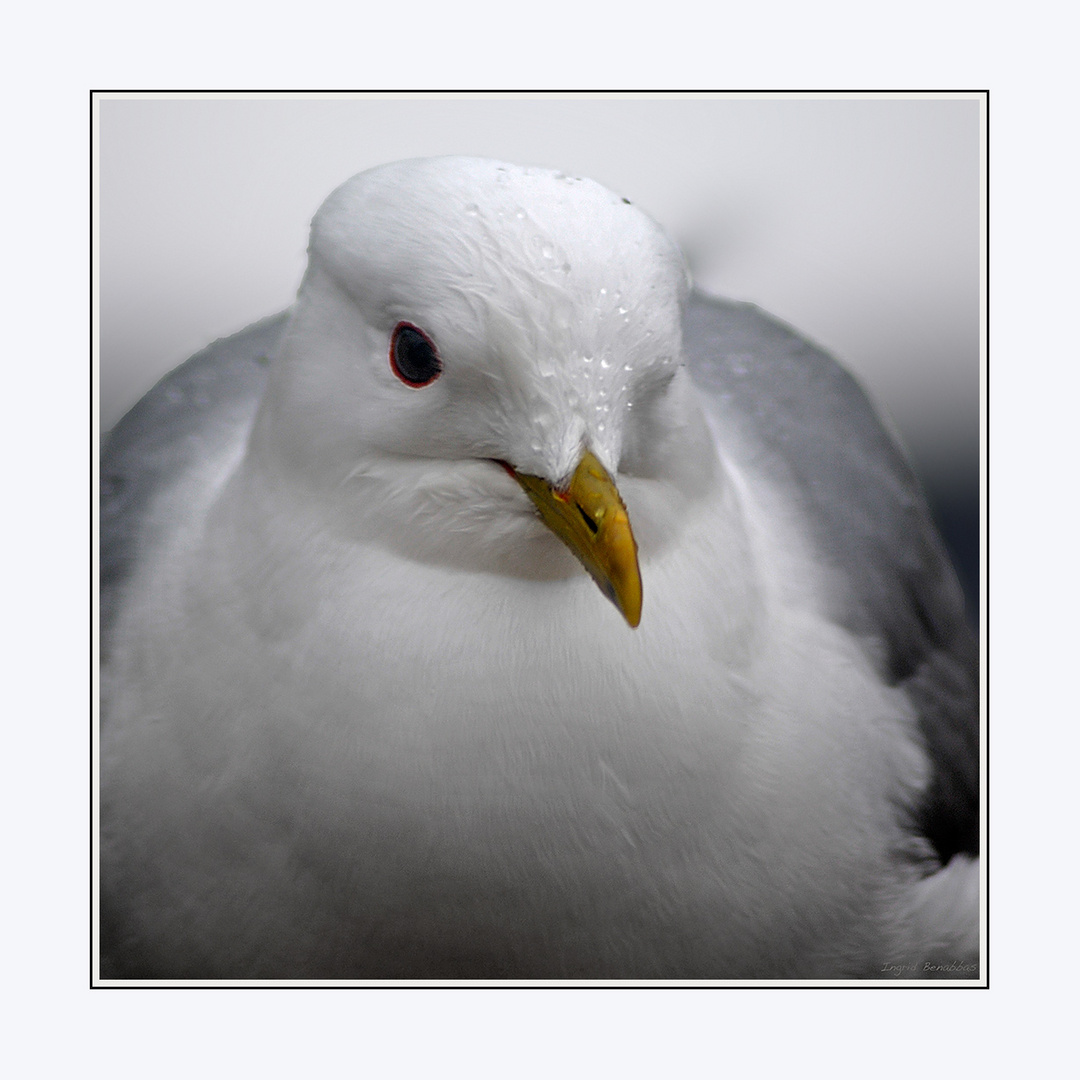 Möwe im Regen