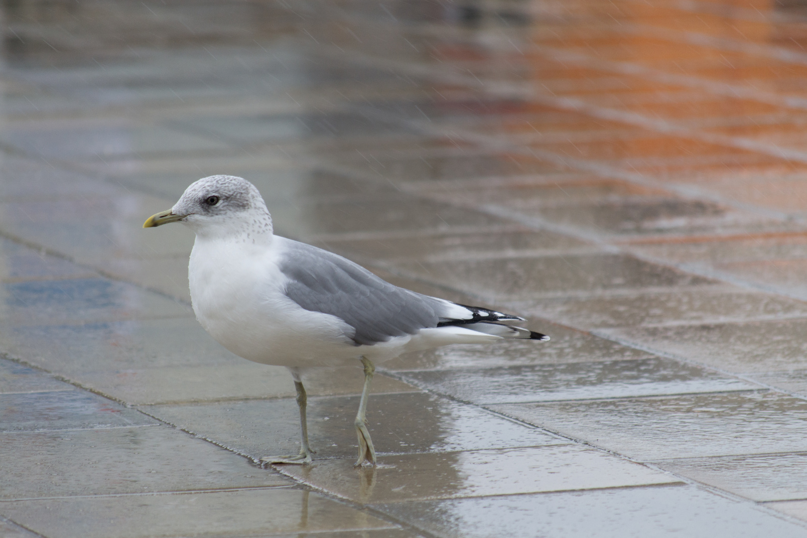 Möwe im Regen