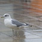 Möwe im Regen