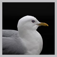 Möwe im Regen sitzend