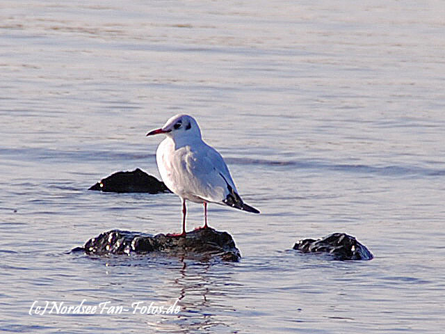 Möwe im Rhein