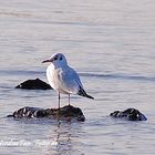 Möwe im Rhein