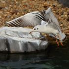 Möwe im Rüttelflug