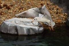 Möwe im Rüttelflug