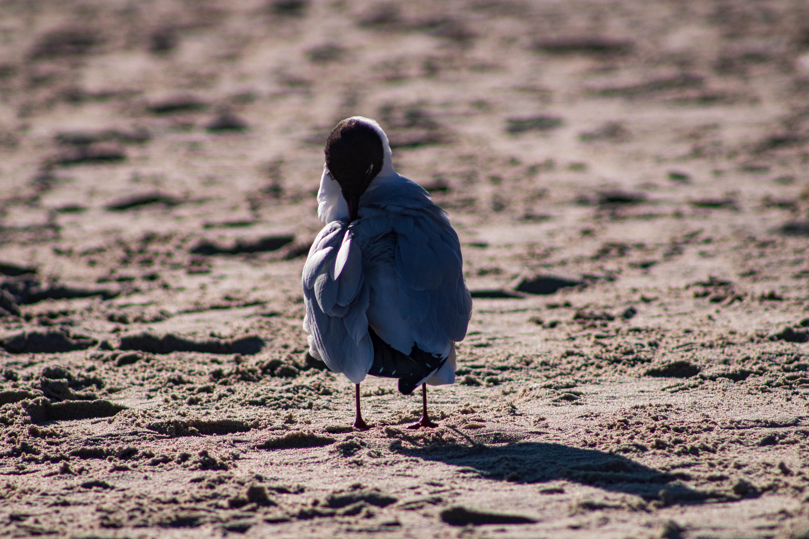 Möwe im Sand