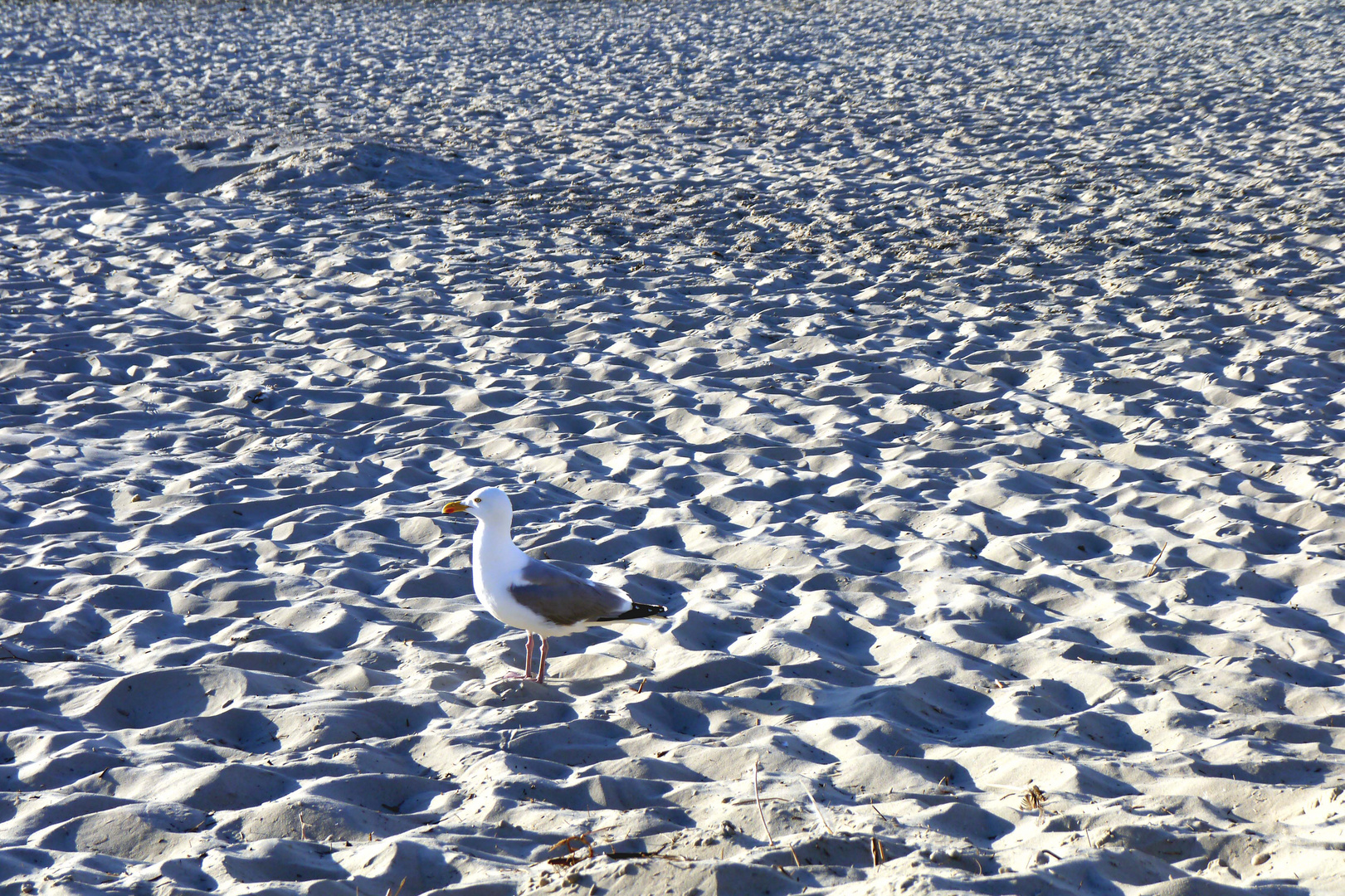 Möwe im Sand