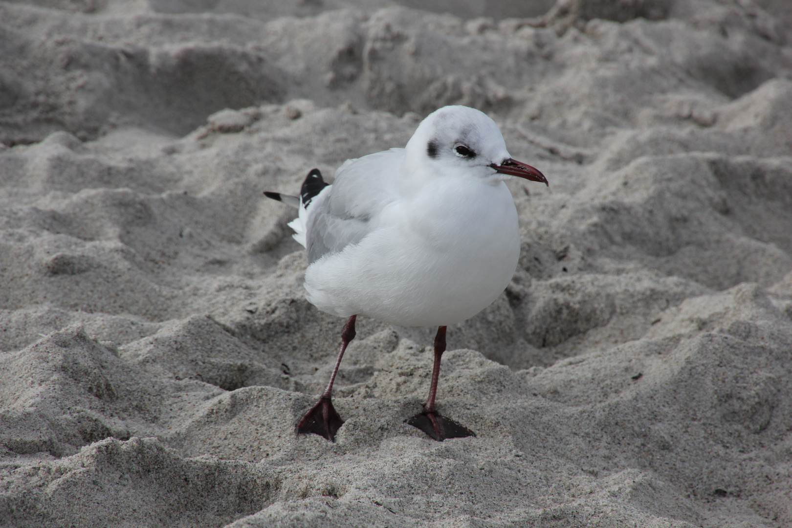 Möwe im Sand