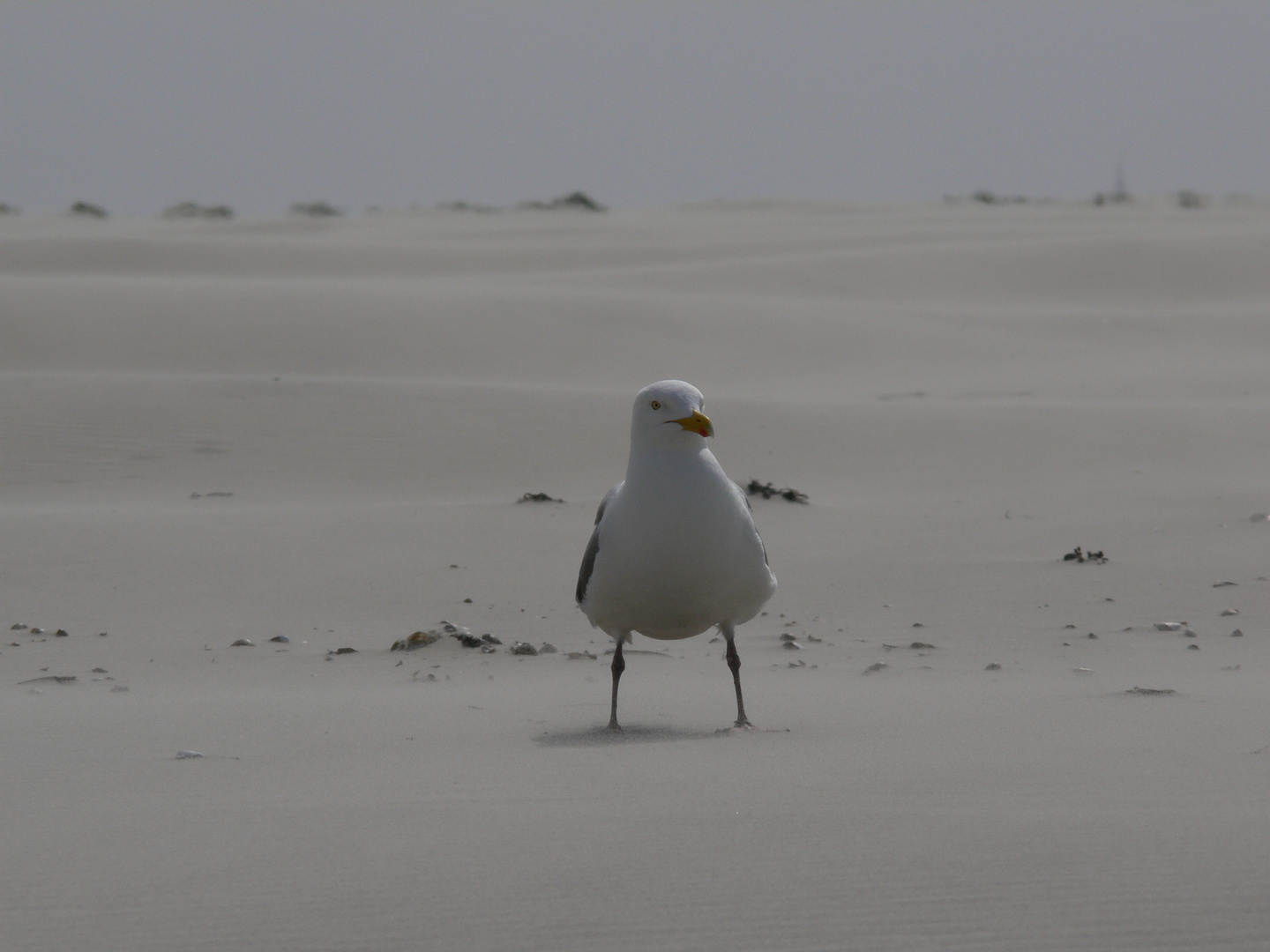 Möwe im Sandsturm