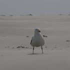 Möwe im Sandsturm