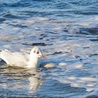 Möwe im schmutzigen Rhein